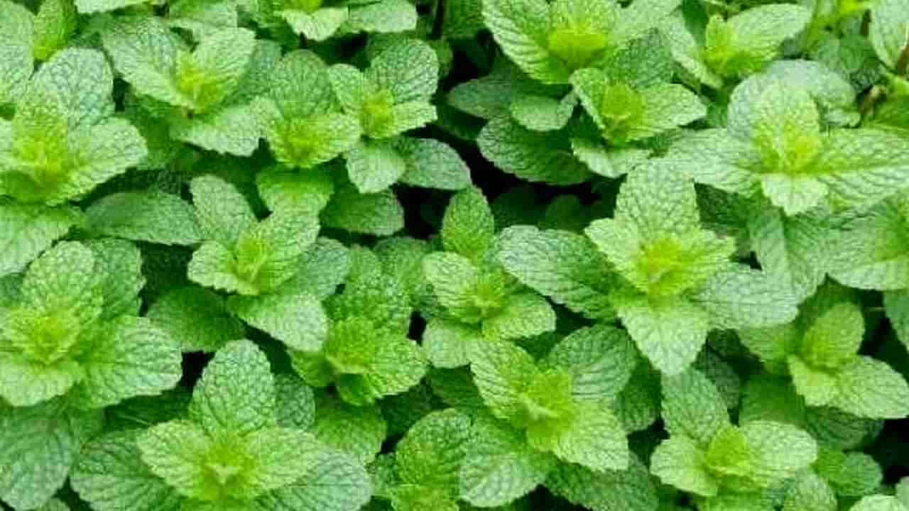 Mint health Benefits: ಪುದೀನಾದ ಕಣ ಕಣದಲ್ಲೂ ಇದೆ ಔಷಧ ಗುಣ -ಇದು ಹೆಣ್ಣುಮಕ್ಕಳ ಅಚ್ಚುಮೆಚ್ಚು!