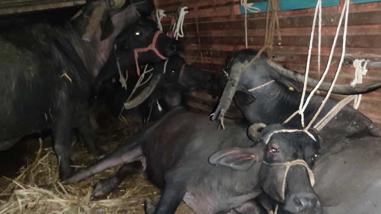 ಕಲಬುರಗಿ: ಅಕ್ರಮವಾಗಿ ಸಾಗಿಸುತ್ತಿದ್ದ 27 ಎಮ್ಮೆಗಳ ರಕ್ಷಣೆ; ಈರ್ವರ ಬಂಧನ ಕಲಬುರಗಿ: ಅಕ್ರಮವಾಗಿ ಸಾಗಿಸುತ್ತಿದ್ದ 27 ಎಮ್ಮೆಗಳ ರಕ್ಷಣೆ; ಈರ್ವರ ಬಂಧನ