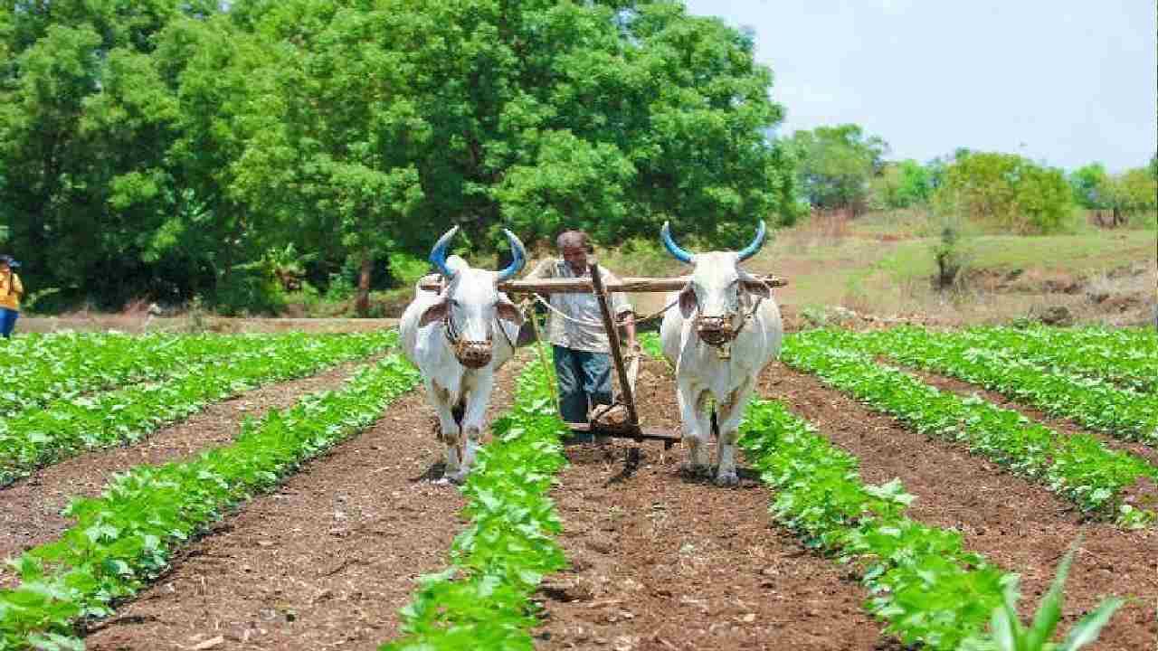 Union Budget 2022: ಕೇಂದ್ರ ಬಜೆಟ್ 2022ರಿಂದ ಕೃಷಿ ಕ್ಷೇತ್ರ, ಕೃಷಿಕರ ನಿರೀಕ್ಷೆಗಳೇನು?