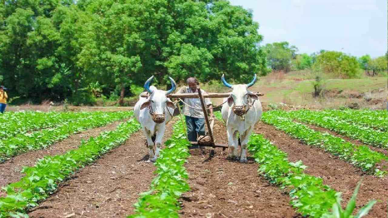 13 ಸದಸ್ಯರನ್ನೊಳಗೊಂಡ ಸೆಕೆಂಡರಿ ಅಗ್ರಿಕಲ್ಚರ್ ನಿರ್ದೇಶನಾಲಯ ಸ್ಥಾಪನೆ; ರಾಜ್ಯ ಸರ್ಕಾರ ಆದೇಶ