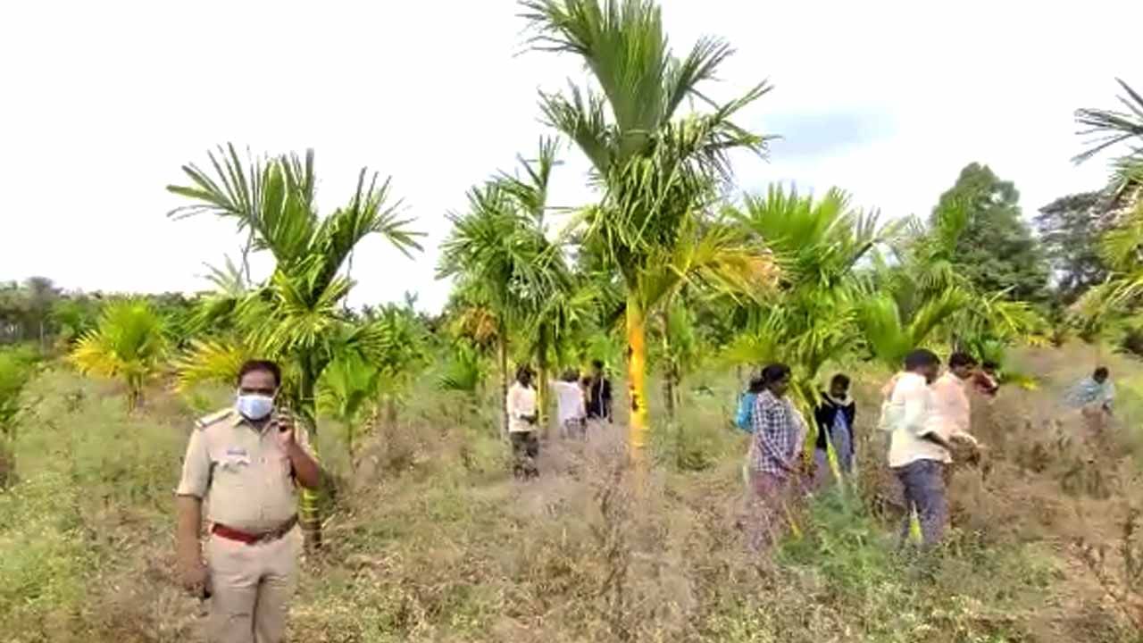 ಹಾಸನದಲ್ಲಿ ಫಸಲಿಗೆ ಬಂದಿದ್ದ 500ಕ್ಕೂ ಹೆಚ್ಚು ಅಡಕೆ ಗಿಡಗಳನ್ನ ಕಡಿದ ದುಷ್ಕರ್ಮಿಗಳು