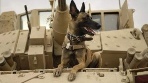 Army Dogs: ಸೇನೆಯ ಶ್ವಾನಗಳು ಏನೆಲ್ಲಾ ಕೆಲಸ ಮಾಡುತ್ತವೆ? ಅವುಗಳ ವಿಶೇಷತೆ ಏನು? ಇಲ್ಲಿದೆ ಕುತೂಹಲಕಾರಿ ಮಾಹಿತಿ