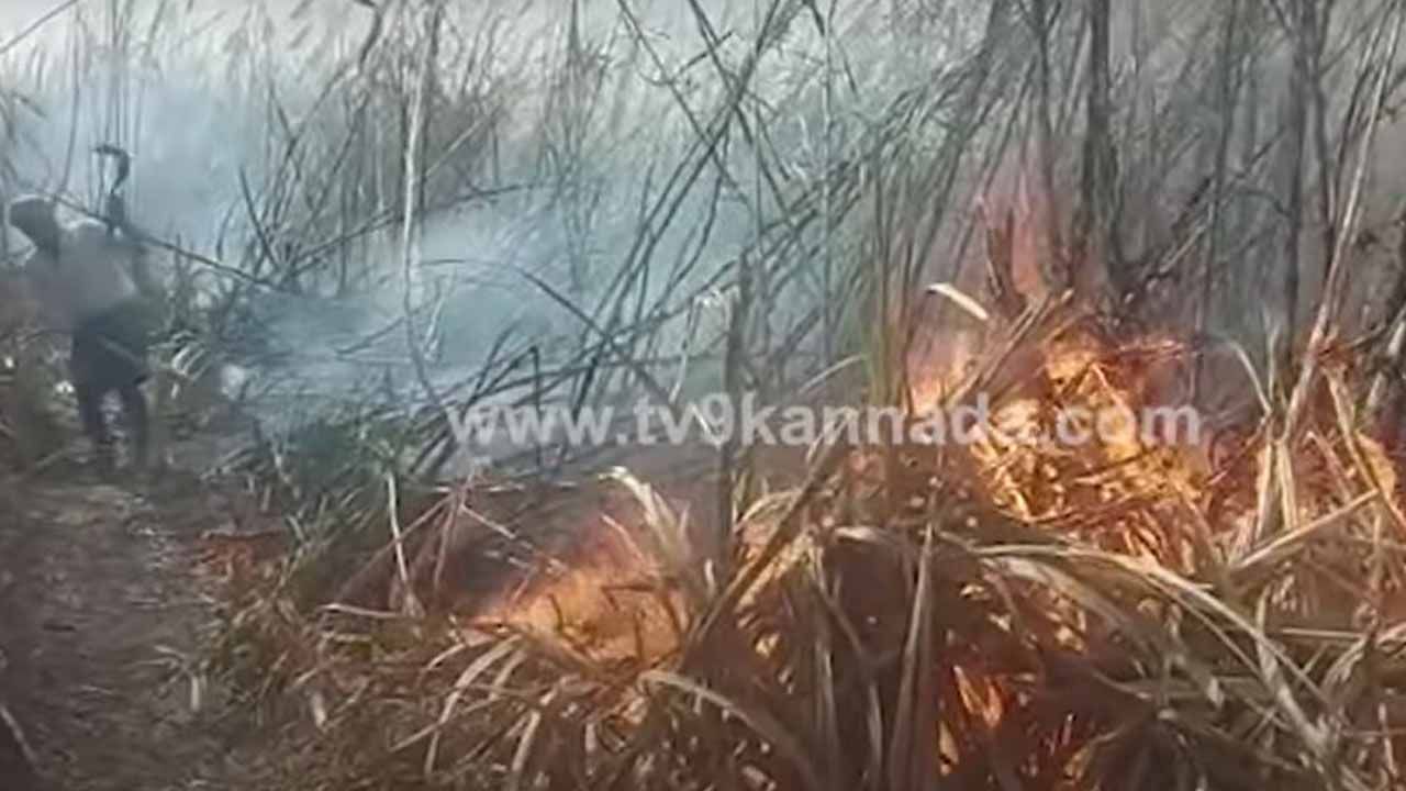 ಮುಧೋಳ ಸಮೀಪ ಕಬ್ಬಿನಗದ್ದೆಗೆ ಬಿದ್ದ ಬೆಂಕಿ ಆರಿಸಲು ಅಗ್ನಿ ಶಾಮಕದಳ ಹರಸಾಹಸ ಪಡಬೇಕಾಯಿತು!