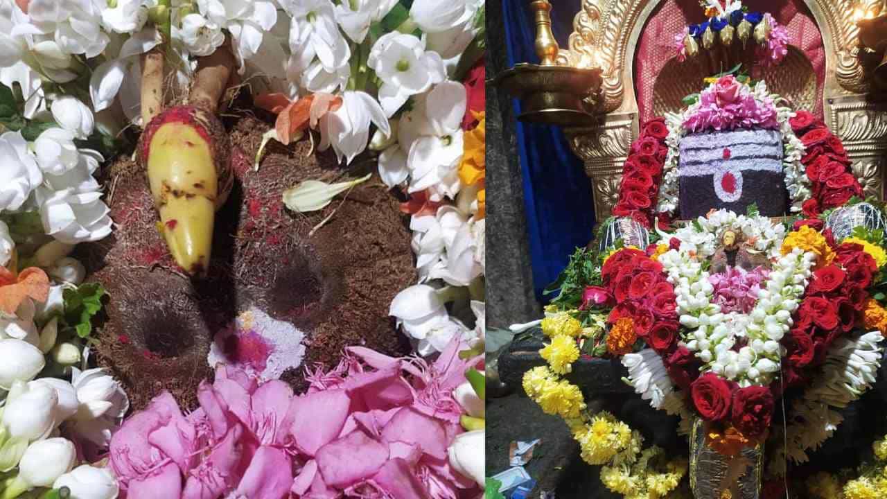 ಸಾಂಸ್ಕೃತಿಕ ನಗರಿಯಲ್ಲಿ ತೆಂಗಿನಕಾಯಿಯಲ್ಲಿ ಕಾಣಿಸಿಕೊಂಡ ಬಸವ! ತೆಂಗಿನಕಾಯಿಗೆ ವಿಶೇಷ ಪೂಜೆ ಸಾಂಸ್ಕೃತಿಕ ನಗರಿಯಲ್ಲಿ ತೆಂಗಿನಕಾಯಿಯಲ್ಲಿ ಕಾಣಿಸಿಕೊಂಡ ಬಸವ! ತೆಂಗಿನಕಾಯಿಗೆ ವಿಶೇಷ ಪೂಜೆ