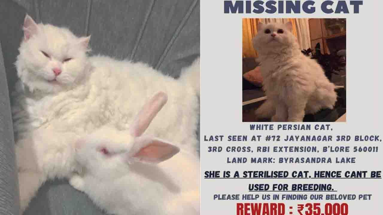 Cat missing 