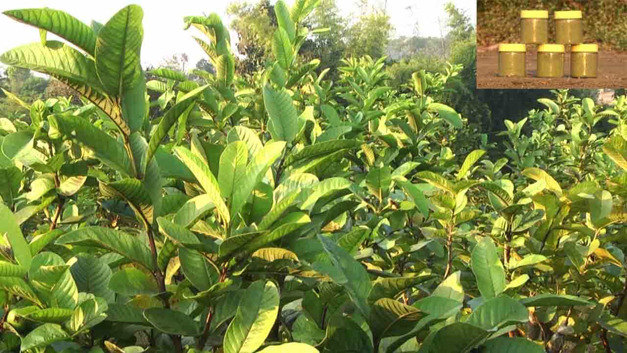 ಪೇರಲೆ ಎಲೆಯಿಂದ ಆದಾಯ ಗಳಿಸುತ್ತಿರುವ ಧಾರವಾಡ ರೈತರು, ಅದು ಹೇಗೆ? ಪೇರಲೆ ಎಲೆಯಿಂದ ಆದಾಯ ಗಳಿಸುತ್ತಿರುವ ಧಾರವಾಡ ರೈತರು, ಅದು ಹೇಗೆ?