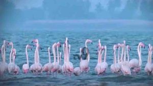 Koppal Flamingo Birds: ತುಂಗೆಯಲ್ಲಿ ಫ್ಲೆಮಿಂಗೋ ವಯ್ಯಾರ! ಬಳುಕುವ ‘ರಾಜಹಂಸ’!