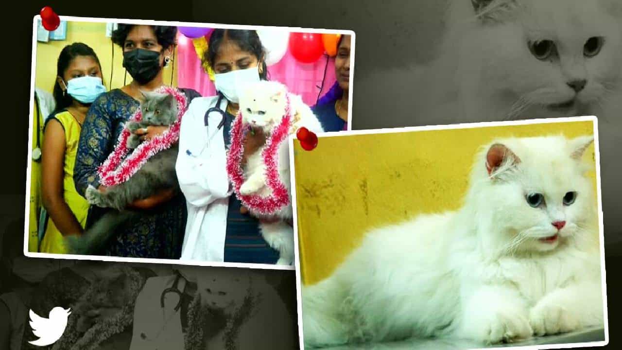 Viral News: ಹೀಗೂ ಇರ್ತಾರಾ?; ಗರ್ಭ ಧರಿಸಿದ ಮುದ್ದಿನ ಬೆಕ್ಕುಗಳಿಗೆ ಸೀಮಂತ ಮಾಡಿದ ಮಾಲೀಕರು! Viral News: ಹೀಗೂ ಇರ್ತಾರಾ?; ಗರ್ಭ ಧರಿಸಿದ ಮುದ್ದಿನ ಬೆಕ್ಕುಗಳಿಗೆ ಸೀಮಂತ ಮಾಡಿದ ಮಾಲೀಕರು!