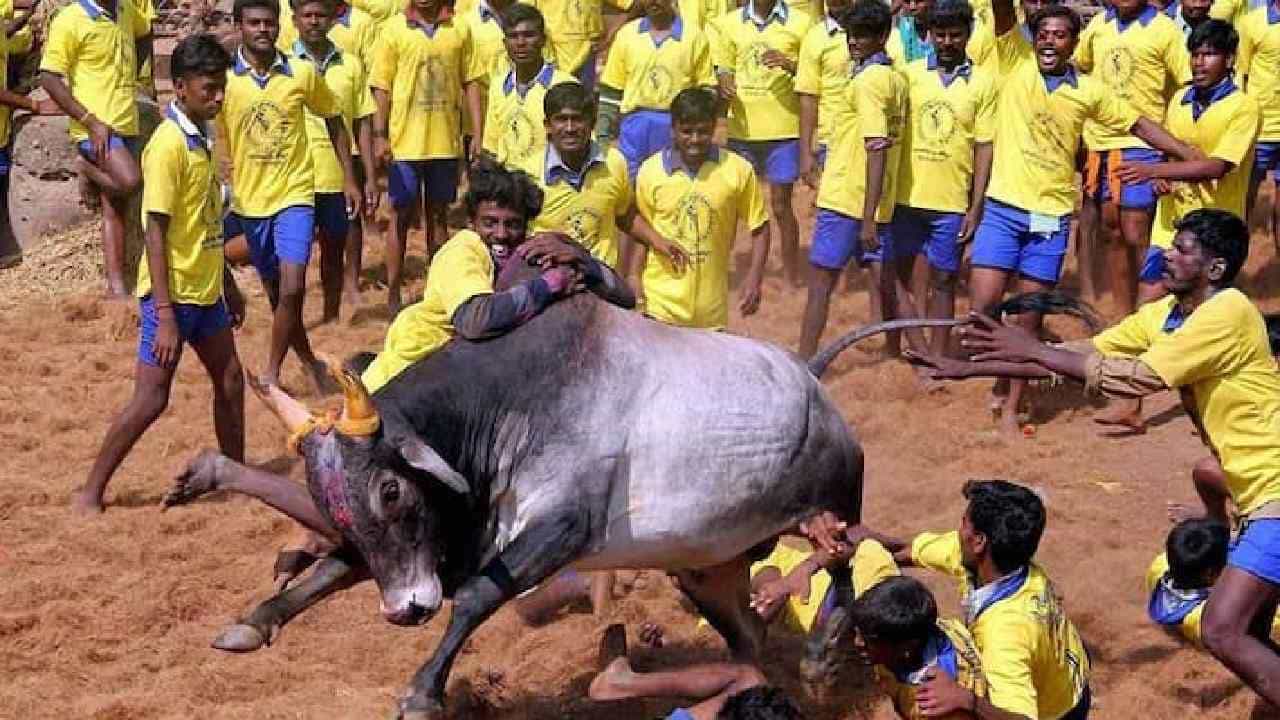 Jallikattu: ಕೊವಿಡ್ ಹೆಚ್ಚಳದ ನಡುವೆಯೂ ಜಲ್ಲಿಕಟ್ಟು ಕ್ರೀಡೆಗೆ ತಮಿಳುನಾಡು ಸರ್ಕಾರ ಅನುಮತಿ; ನಿಯಮಗಳು ಹೀಗಿವೆ