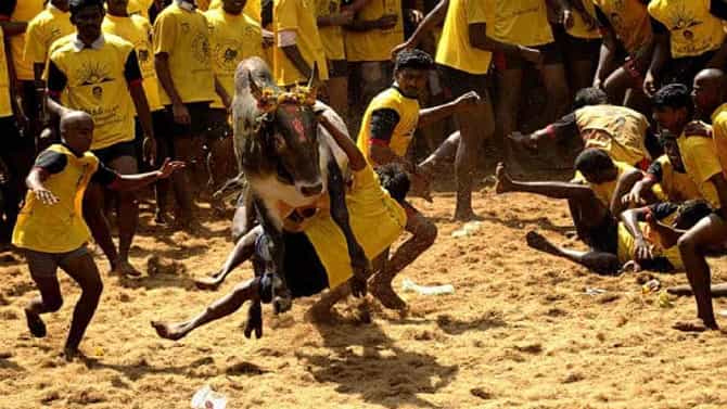 Jallikattu: ಜಲ್ಲಿಕಟ್ಟು ಕ್ರೀಡೆಯ ದಿನಾಂಕ ಬದಲು; ವೀಕೆಂಡ್ ಕರ್ಫ್ಯೂ ಹಿನ್ನೆಲೆ ಜ. 17ಕ್ಕೆ ಮುಂದೂಡಿಕೆ
