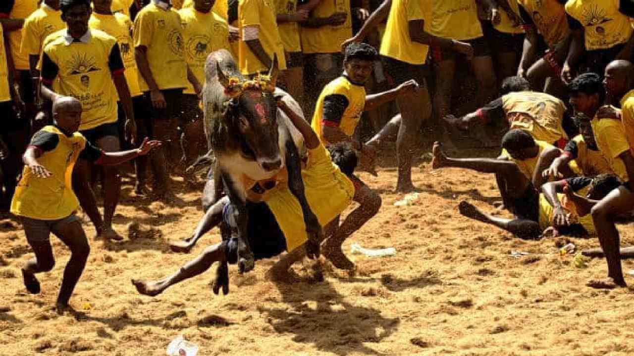 Jallikattu: ಜಲ್ಲಿಕಟ್ಟು ಕ್ರೀಡೆಯ ದಿನಾಂಕ ಬದಲು; ವೀಕೆಂಡ್ ಕರ್ಫ್ಯೂ ಹಿನ್ನೆಲೆ ಜ. 17ಕ್ಕೆ ಮುಂದೂಡಿಕೆ Jallikattu: ಜಲ್ಲಿಕಟ್ಟು ಕ್ರೀಡೆಯ ದಿನಾಂಕ ಬದಲು; ವೀಕೆಂಡ್ ಕರ್ಫ್ಯೂ ಹಿನ್ನೆಲೆ ಜ. 17ಕ್ಕೆ ಮುಂದೂಡಿಕೆ