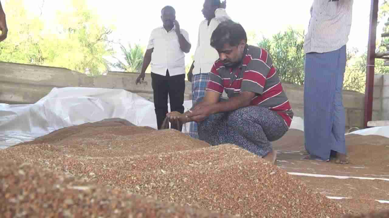 ಚಿಕ್ಕಮಗಳೂರು: ರಾಗಿ ಬೆಳೆದ ರೈತರಿಗೆ ಸರ್ಕಾರದ ನಿರ್ಧಾರದಿಂದ ಹೆಚ್ಚಿದ ಸಂಕಷ್ಟ; ವಿಶೇಷ ವರದಿ ಇಲ್ಲಿದೆ