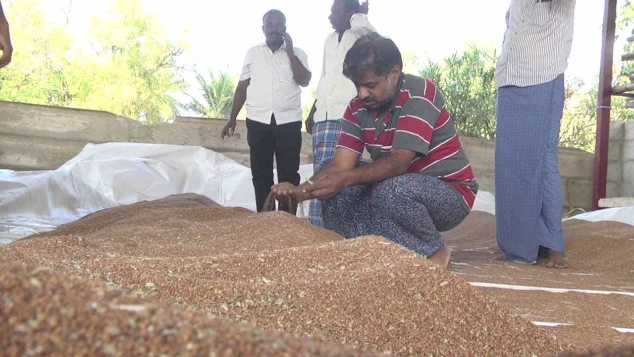ಚಿಕ್ಕಮಗಳೂರು: ರಾಗಿ ಬೆಳೆದ ರೈತರಿಗೆ ಸರ್ಕಾರದ ನಿರ್ಧಾರದಿಂದ ಹೆಚ್ಚಿದ ಸಂಕಷ್ಟ; ವಿಶೇಷ ವರದಿ ಇಲ್ಲಿದೆ