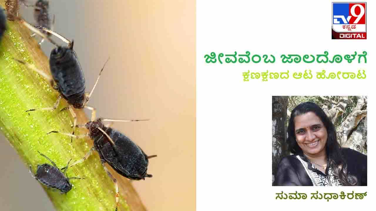 Jeevavemba Jaaladolage : ಅವರೆಚಪ್ಪರದಡಿ ಇರುವೆಬಳಗಕ್ಕೆ ಸಿಹಿಯೂಟ ನಡೆದ ಸಾಕ್ಷ್ಯಕಥನದೊಂದಿಗೆ ಸುಮಾ ಸುಧಾಕಿರಣ್ Jeevavemba Jaaladolage : ಅವರೆಚಪ್ಪರದಡಿ ಇರುವೆಬಳಗಕ್ಕೆ ಸಿಹಿಯೂಟ ನಡೆದ ಸಾಕ್ಷ್ಯಕಥನದೊಂದಿಗೆ ಸುಮಾ ಸುಧಾಕಿರಣ್
