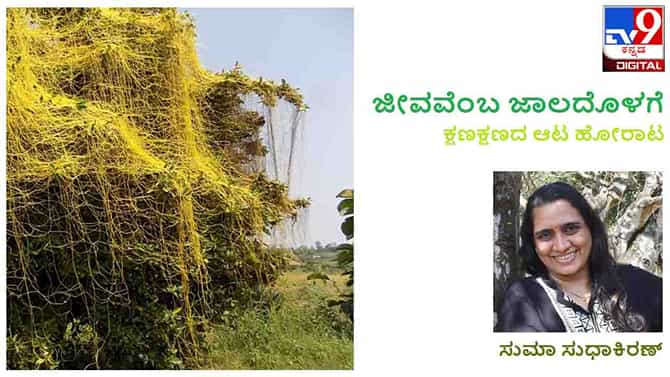 ಜೀವವೆಂಬ ಜಾಲದೊಳಗೆ : ಈ ಪರಾವಲಂಬಿಗರು ನಿಮ್ಮ ಮಾವಿನಮರವನೇರಿ ಕುಳಿತಿದ್ದಾರಾ? ನೋಡಿ ಒಮ್ಮೆ
