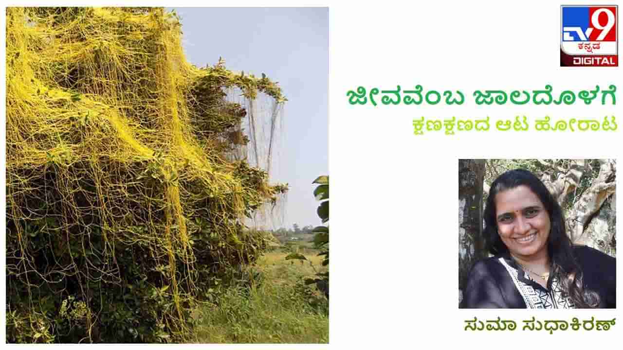 ಜೀವವೆಂಬ ಜಾಲದೊಳಗೆ : ಈ ಪರಾವಲಂಬಿಗರು ನಿಮ್ಮ ಮಾವಿನಮರವನೇರಿ ಕುಳಿತಿದ್ದಾರಾ? ನೋಡಿ ಒಮ್ಮೆ