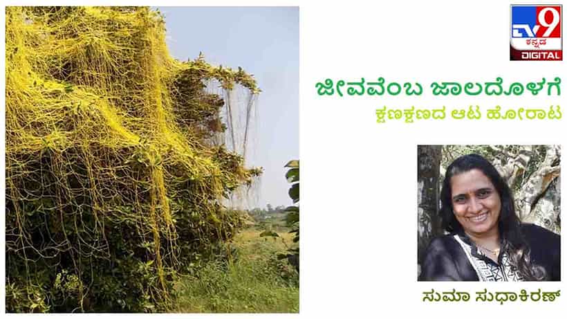 ಜೀವವೆಂಬ ಜಾಲದೊಳಗೆ : ಈ ಪರಾವಲಂಬಿಗರು ನಿಮ್ಮ ಮಾವಿನಮರವನೇರಿ ಕುಳಿತಿದ್ದಾರಾ? ನೋಡಿ ಒಮ್ಮೆ