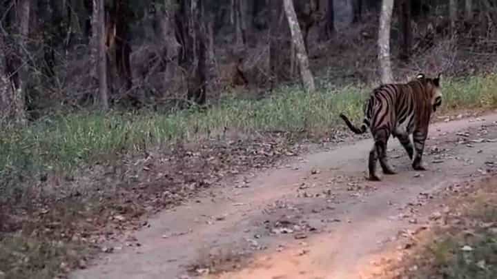 Muttodi: ಅಭಯಾರಣ್ಯದಲ್ಲಿ ಪ್ರವಾಸಿಗರಿಗೆ ದರ್ಶನ ನೀಡಿದ ಹುಲಿರಾಯ Muttodi: ಅಭಯಾರಣ್ಯದಲ್ಲಿ ಪ್ರವಾಸಿಗರಿಗೆ ದರ್ಶನ ನೀಡಿದ ಹುಲಿರಾಯ