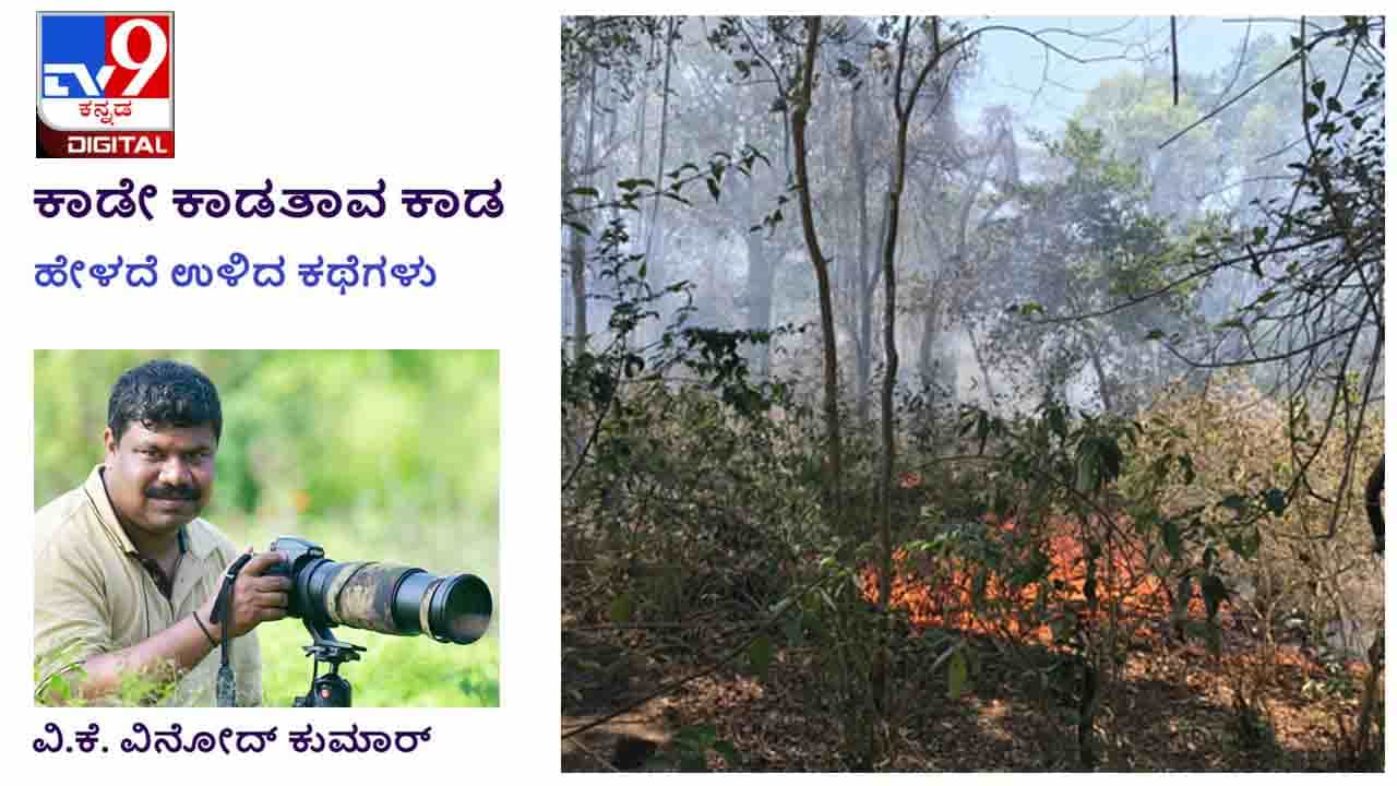 Forest Stories : ಕಾಡೇ ಕಾಡತಾವ ಕಾಡ ; ಅಪ್ಪನ ಎಚ್ಎಂಟಿ ವಾಚು, ಬಾಲ್ಯದ ಗೆಳತಿ, ಬೂದಿ ಮೆತ್ತಿದ ಮೀನು, ಕಾಡಿಗೆ ಬಿದ್ದ ಬೆಂಕಿ Forest Stories : ಕಾಡೇ ಕಾಡತಾವ ಕಾಡ ; ಅಪ್ಪನ ಎಚ್ಎಂಟಿ ವಾಚು, ಬಾಲ್ಯದ ಗೆಳತಿ, ಬೂದಿ ಮೆತ್ತಿದ ಮೀನು, ಕಾಡಿಗೆ ಬಿದ್ದ ಬೆಂಕಿ