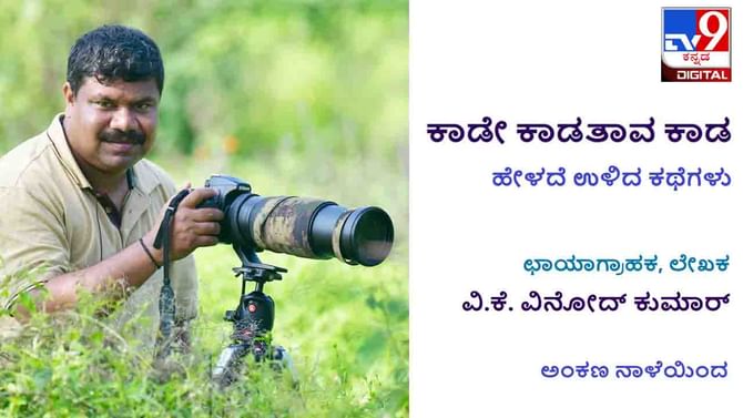 Forest Stories : ಕಾಡೇ ಕಾಡತಾವ ಕಾಡ ; ಛಾಯಾಗ್ರಾಹಕ ವಿನೋದ್ ಕುಮಾರರ ಹೇಳದೆ ಉಳಿದ ಕಾಡಕಥನಗಳು Forest Stories : ಕಾಡೇ ಕಾಡತಾವ ಕಾಡ ; ಛಾಯಾಗ್ರಾಹಕ ವಿನೋದ್ ಕುಮಾರರ ಹೇಳದೆ ಉಳಿದ ಕಾಡಕಥನಗಳು