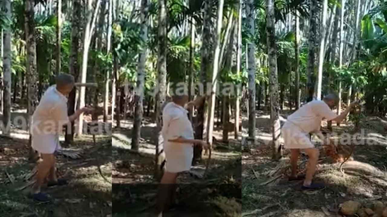 ಪಂಚೆ ಕಟ್ಟಿ ತೋಟಕ್ಕಿಳಿದ ಸ್ಪೀಕರ್ ವಿಶ್ವೇಶ್ವರ ಹೆಗಡೆ ಕಾಗೇರಿ; ವಿಡಿಯೋ ಇದೆ