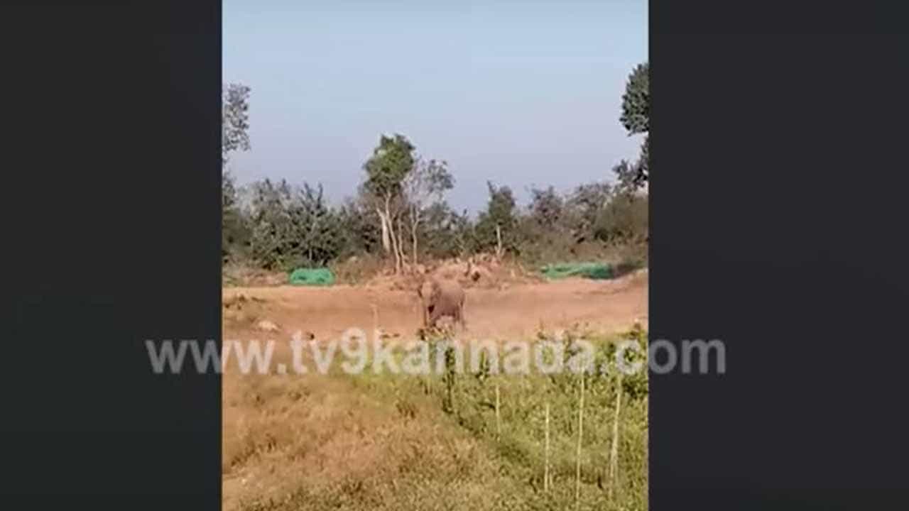 ಸತ್ತ ಮರಿಯ ಎದುರು ನಿಂತು ಈ ಮಮತಾಮಯಿ ತಾಯಿ ಆನೆ ಕಣ್ಣೀರು ಸುರಿಸುತ್ತಾ ರೋದಿಸಿತು ಸತ್ತ ಮರಿಯ ಎದುರು ನಿಂತು ಈ ಮಮತಾಮಯಿ ತಾಯಿ ಆನೆ ಕಣ್ಣೀರು ಸುರಿಸುತ್ತಾ ರೋದಿಸಿತು