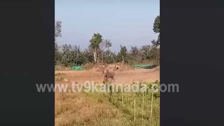 ಸತ್ತ ಮರಿಯ ಎದುರು ನಿಂತು ಈ ಮಮತಾಮಯಿ ತಾಯಿ ಆನೆ ಕಣ್ಣೀರು ಸುರಿಸುತ್ತಾ ರೋದಿಸಿತು ಸತ್ತ ಮರಿಯ ಎದುರು ನಿಂತು ಈ ಮಮತಾಮಯಿ ತಾಯಿ ಆನೆ ಕಣ್ಣೀರು ಸುರಿಸುತ್ತಾ ರೋದಿಸಿತು