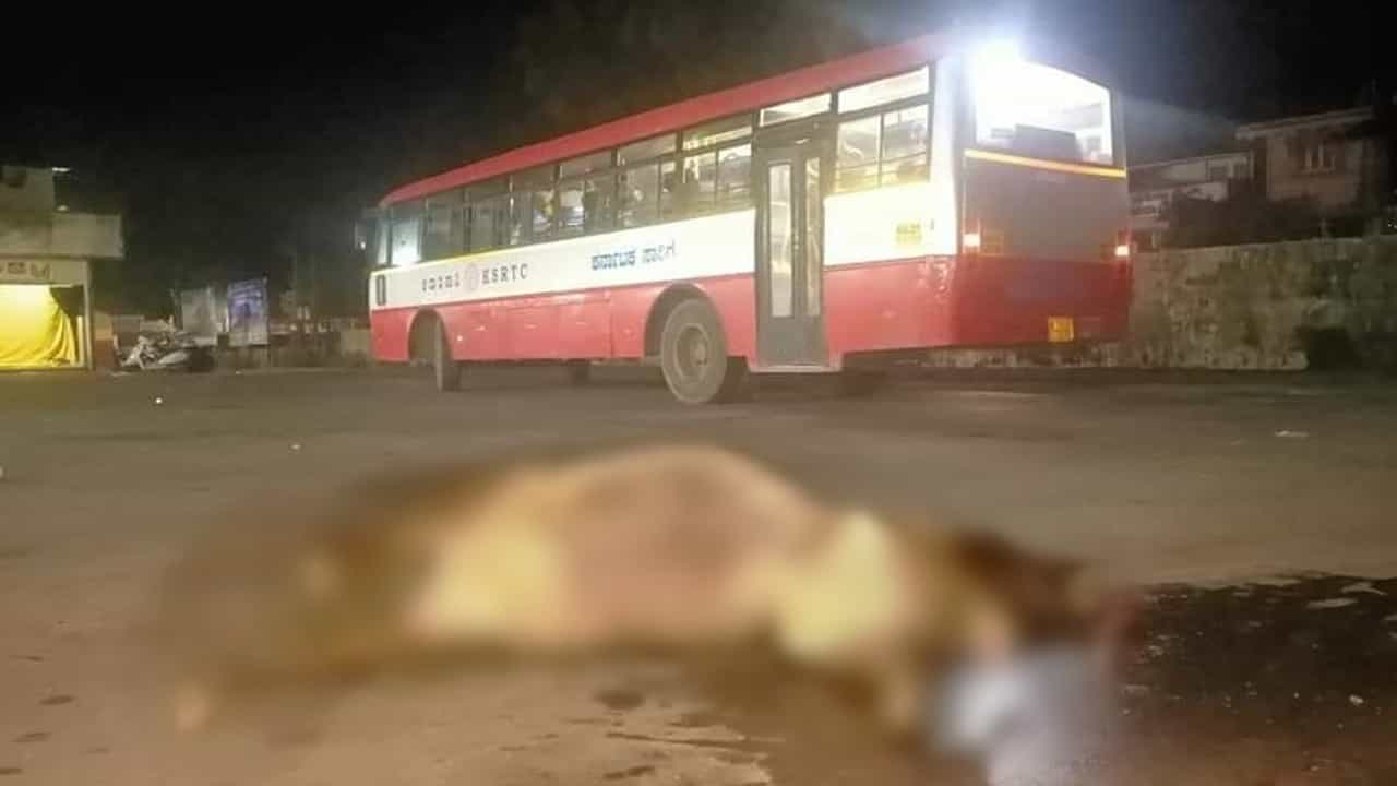 ಕುಮಟಾದಲ್ಲಿ ನಿಂತಿದ್ದ ಹಸುವಿಗೆ ಕೆಎಸ್​ಆರ್​ಟಿ​ಸಿ ಬಸ್ ಡಿಕ್ಕಿ​; ಸ್ಥಳದಲ್ಲೇ ಸಾವನ್ನಪ್ಪಿದ ಗರ್ಭಿಣಿ ಆಕಳು