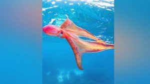 Blanket Octopus: 20 ವರ್ಷಗಳ ಬಳಿಕ ಅಪರೂಪದ ಬ್ಲಾಂಕೆಟ್​ ಆಕ್ಟೋಪಸ್​ ಪತ್ತೆ ಮಾಡಿದ ವಿಜ್ಞಾನಿಗಳು