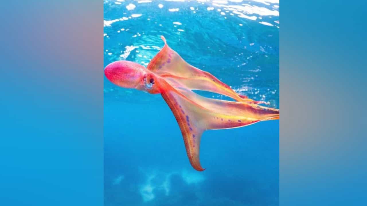 Blanket Octopus: 20 ವರ್ಷಗಳ ಬಳಿಕ ಅಪರೂಪದ ಬ್ಲಾಂಕೆಟ್ ಆಕ್ಟೋಪಸ್ ಪತ್ತೆ ಮಾಡಿದ ವಿಜ್ಞಾನಿಗಳು Blanket Octopus: 20 ವರ್ಷಗಳ ಬಳಿಕ ಅಪರೂಪದ ಬ್ಲಾಂಕೆಟ್ ಆಕ್ಟೋಪಸ್ ಪತ್ತೆ ಮಾಡಿದ ವಿಜ್ಞಾನಿಗಳು