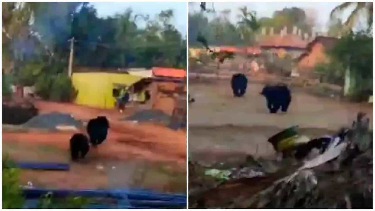 ಗ್ರಾಮಕ್ಕೆ ನುಗ್ಗಿದ ಕಾಡು ಕರಡಿಗಳು ಗ್ರಾಮಸ್ಥರಲ್ಲಿ ಆತಂಕ; ಮುಂದೆ ಆಗಿದ್ದೇನು! ಗ್ರಾಮಕ್ಕೆ ನುಗ್ಗಿದ ಕಾಡು ಕರಡಿಗಳು ಗ್ರಾಮಸ್ಥರಲ್ಲಿ ಆತಂಕ; ಮುಂದೆ ಆಗಿದ್ದೇನು!
