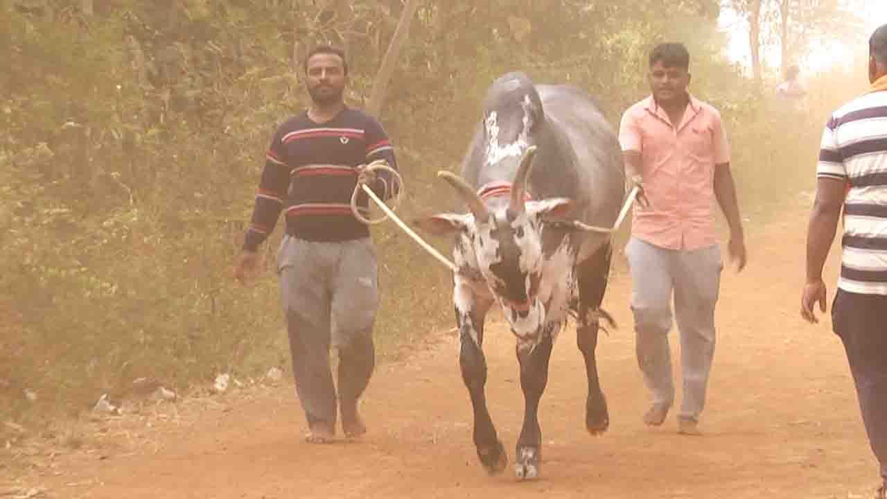 bullock cart race 