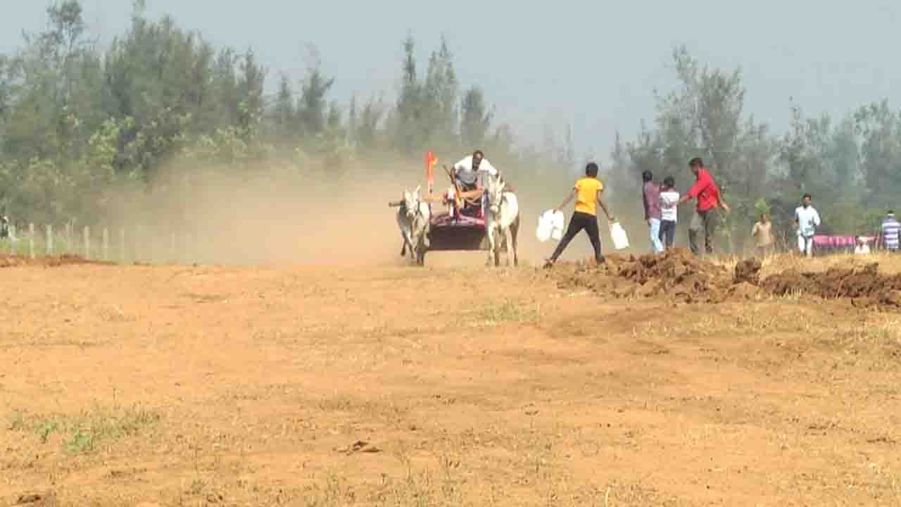 ಧೂಳೆಬ್ಬಿಸಿದ ಎತ್ತುಗಳ ನಾಗಲೋಟ; ರೋಮಾಂಚನಗೊಳಿಸಿದ ಧಾರವಾಡ ಚಕ್ಕಡಿ ಸ್ಪರ್ಧೆ