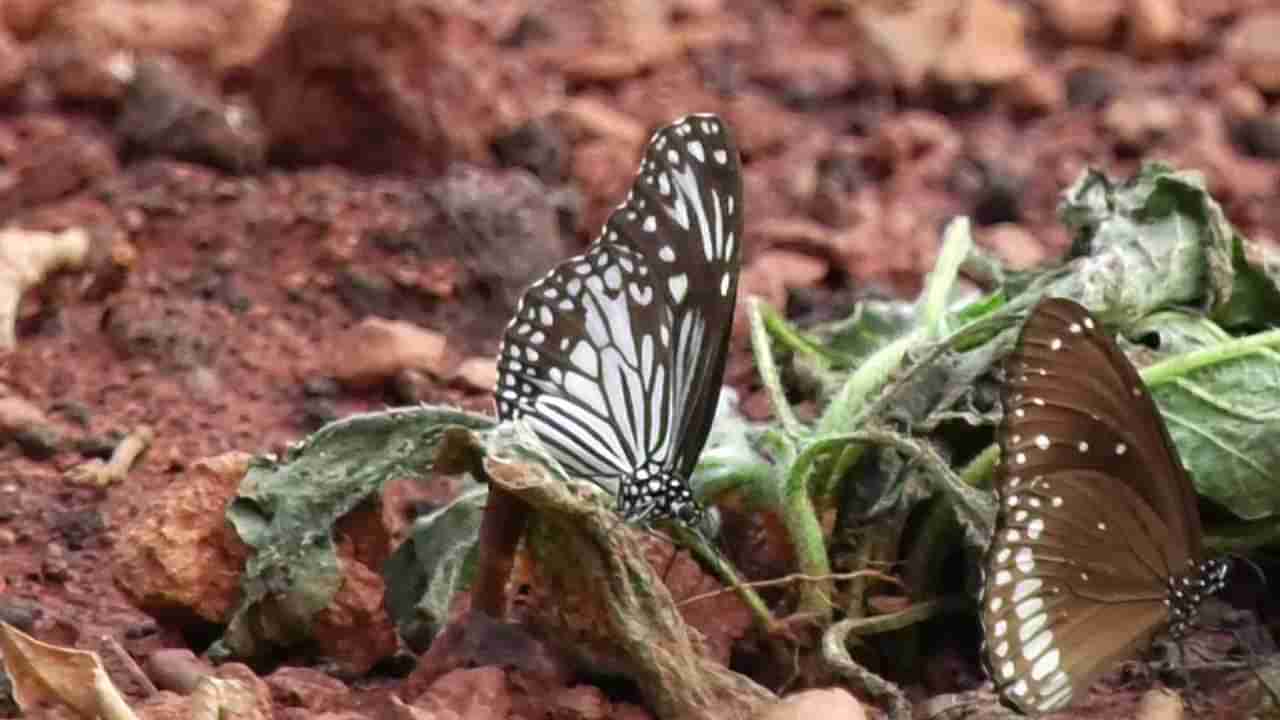 ಉತ್ತರ ಕನ್ನಡ: ಪ್ರಕೃತಿ ಮಡಿಲಲ್ಲಿ ಅರಳಿ ನಿಂತ ಚಿಟ್ಟೆ ಪಾರ್ಕ್​; ಒಂದೇ ಕಡೆ 300 ಕ್ಕೂ ಹೆಚ್ಚು ವಿವಿಧ ಚಿಟ್ಟೆಗಳ ದರ್ಶನ