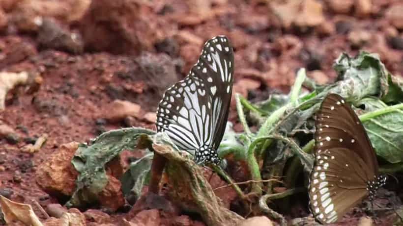 ಉತ್ತರ ಕನ್ನಡ: ಪ್ರಕೃತಿ ಮಡಿಲಲ್ಲಿ ಅರಳಿ ನಿಂತ ಚಿಟ್ಟೆ ಪಾರ್ಕ್; ಒಂದೇ ಕಡೆ 300 ಕ್ಕೂ ಹೆಚ್ಚು ವಿವಿಧ ಚಿಟ್ಟೆಗಳ ದರ್ಶನ