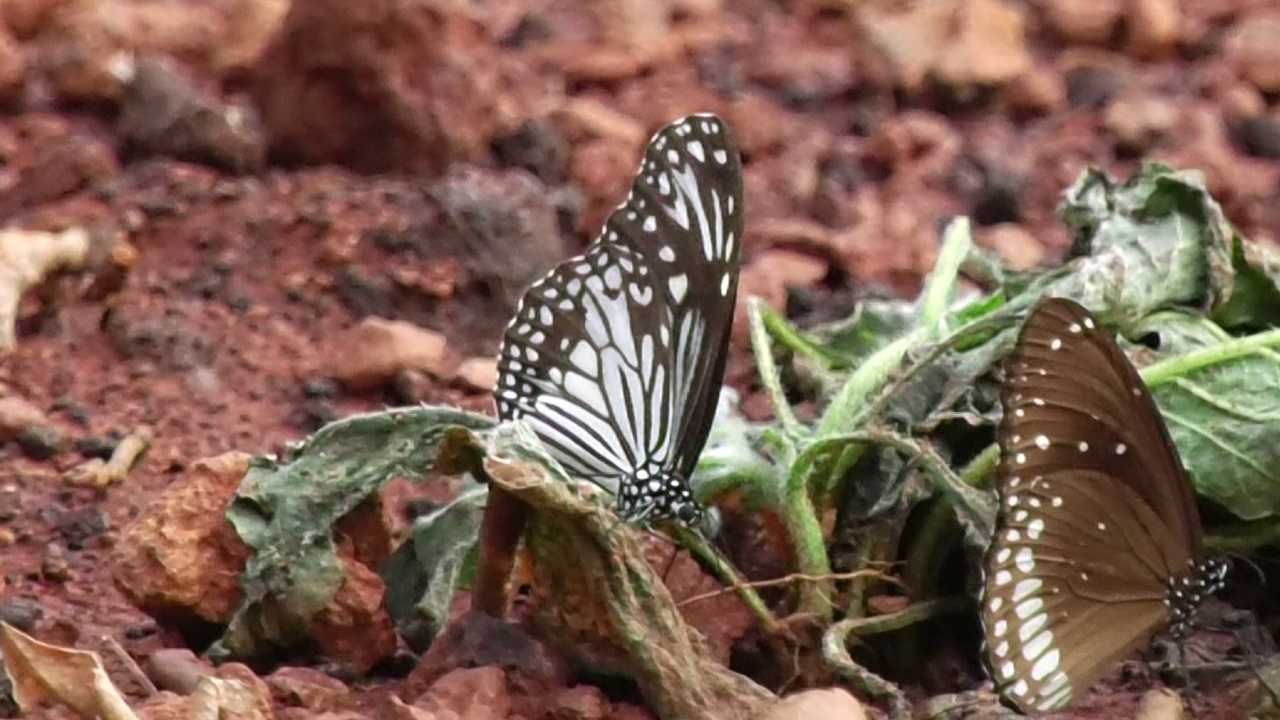 ಉತ್ತರ ಕನ್ನಡ: ಪ್ರಕೃತಿ ಮಡಿಲಲ್ಲಿ ಅರಳಿ ನಿಂತ ಚಿಟ್ಟೆ ಪಾರ್ಕ್​; ಒಂದೇ ಕಡೆ 300 ಕ್ಕೂ ಹೆಚ್ಚು ವಿವಿಧ ಚಿಟ್ಟೆಗಳ ದರ್ಶನ