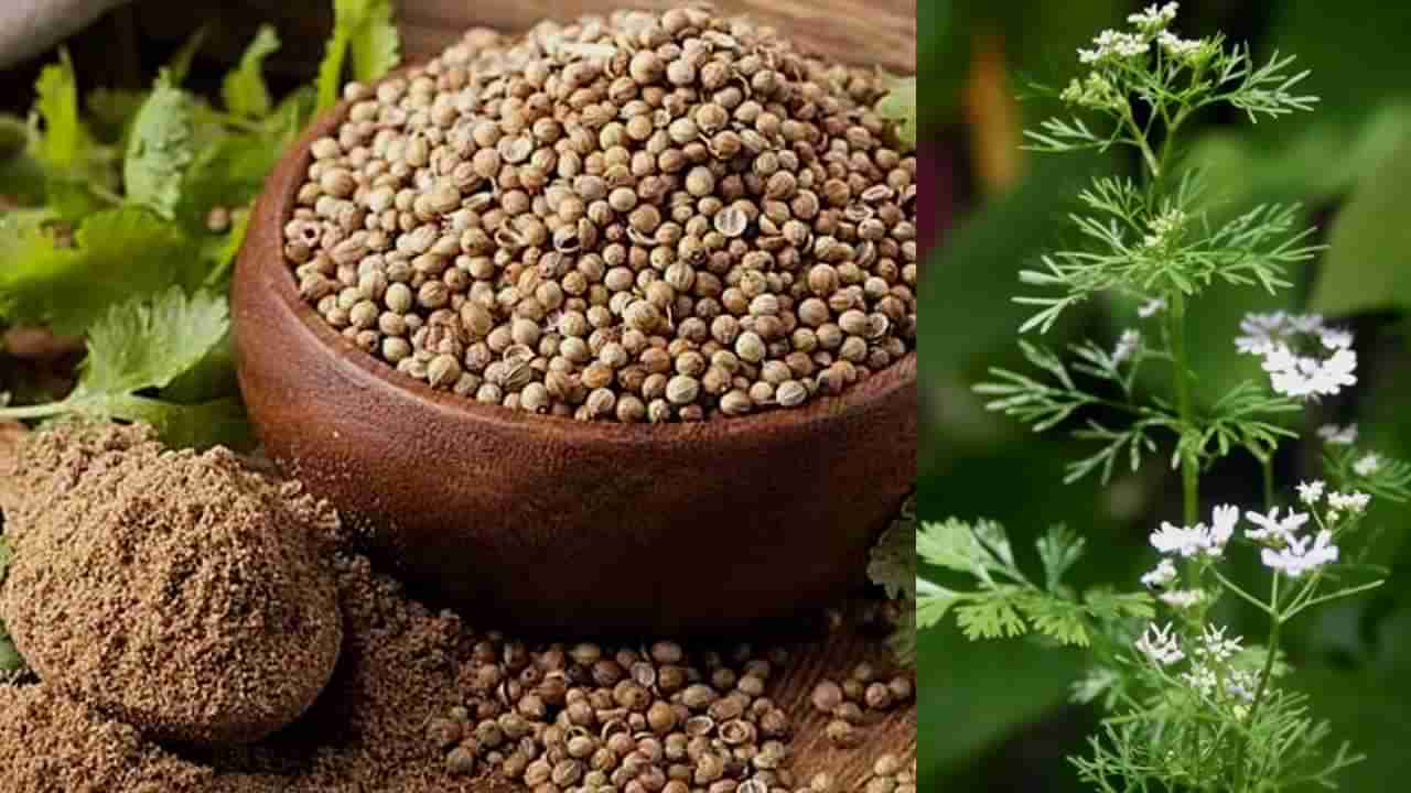 Coriander: ಬಲ್ಲಿರಾ ಕೊತ್ತುಂಬರಿ ಮಹಿಮೆ! ಅಡುಗೆ ಮನೆಯಲ್ಲಿ ಕೊತ್ತುಂಬರಿಯ ಘಮ, ಓಘಕ್ಕೆ ಇಲ್ಲ ಸರಿಸಾಟಿ