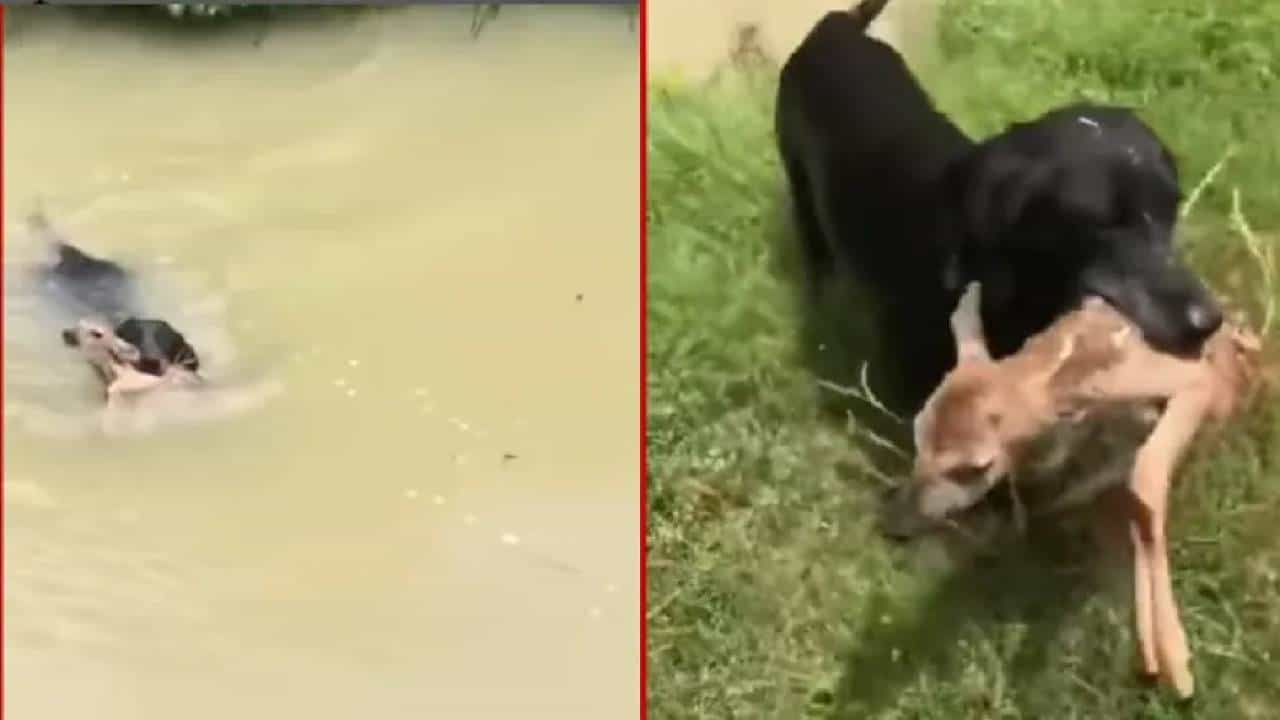 Viral Video: ನೀರಿನಲ್ಲಿ ಮುಳುಗುತ್ತಿದ್ದ ಜಿಂಕೆ ಮರಿಯನ್ನು ರಕ್ಷಿಸಿದ ನಾಯಿ Viral Video: ನೀರಿನಲ್ಲಿ ಮುಳುಗುತ್ತಿದ್ದ ಜಿಂಕೆ ಮರಿಯನ್ನು ರಕ್ಷಿಸಿದ ನಾಯಿ
