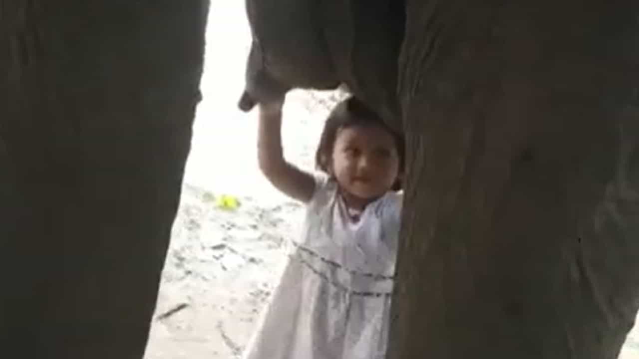 Viral Video: ಆನೆ ಜತೆಗೆ ಫುಟ್ಬಾಲ್ ಆಡುತ್ತಿದ್ದ ಬಾಲಕಿ ಆನೆ ಹಾಲು ಕುಡಿಯಲು ಮುಂದಾಗಿದ್ದೇಕೆ? ಇಲ್ಲಿದೆ ವೈರಲ್ ವಿಡಿಯೋ Viral Video: ಆನೆ ಜತೆಗೆ ಫುಟ್ಬಾಲ್ ಆಡುತ್ತಿದ್ದ ಬಾಲಕಿ ಆನೆ ಹಾಲು ಕುಡಿಯಲು ಮುಂದಾಗಿದ್ದೇಕೆ? ಇಲ್ಲಿದೆ ವೈರಲ್ ವಿಡಿಯೋ