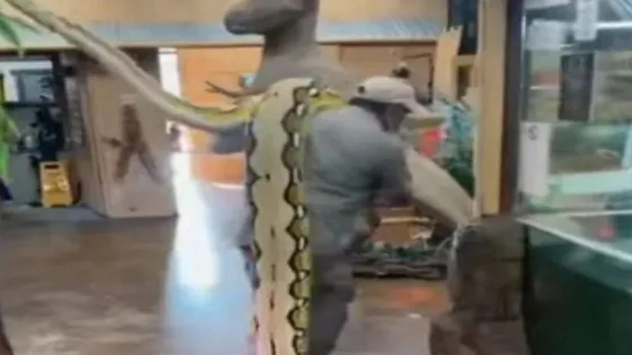 Viral Video: ದೈತ್ಯಾಕಾರದ ಹೆಬ್ಬಾವನ್ನು ಹೆಗಲ ಮೇಲೆ ಹೊತ್ತ ವ್ಯಕ್ತಿ; ವಿಡಿಯೋ ಕಂಡು ಅಚ್ಚರಿಗೊಂಡ ನೆಟ್ಟಿಗರು Viral Video: ದೈತ್ಯಾಕಾರದ ಹೆಬ್ಬಾವನ್ನು ಹೆಗಲ ಮೇಲೆ ಹೊತ್ತ ವ್ಯಕ್ತಿ; ವಿಡಿಯೋ ಕಂಡು ಅಚ್ಚರಿಗೊಂಡ ನೆಟ್ಟಿಗರು