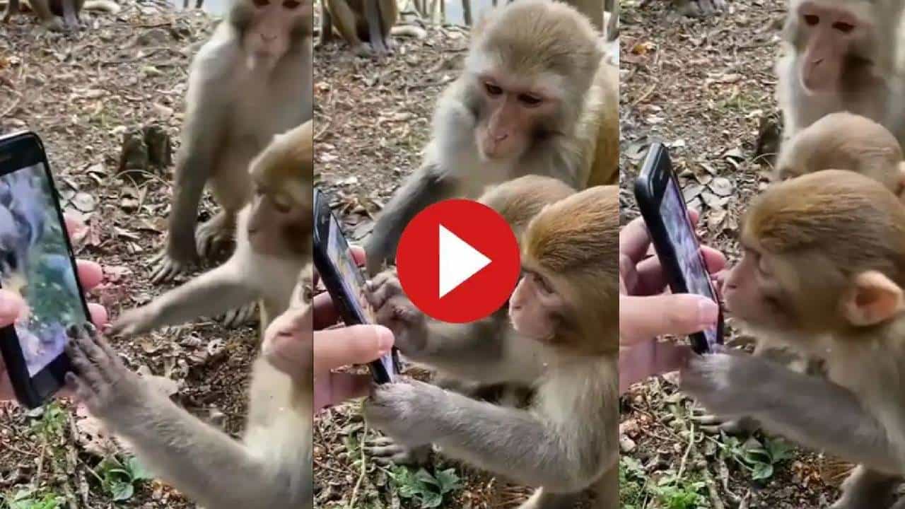 Viral Video: ಮೊಬೈಲ್ನಲ್ಲಿ ತಮ್ಮದೇ ರೀತಿ ಇರುವ ಪ್ರಾಣಿಗಳನ್ನು ನೋಡಿ ಗೊಂದಲಕ್ಕೊಳಗಾದ ಕೋತಿಗಳು Viral Video: ಮೊಬೈಲ್ನಲ್ಲಿ ತಮ್ಮದೇ ರೀತಿ ಇರುವ ಪ್ರಾಣಿಗಳನ್ನು ನೋಡಿ ಗೊಂದಲಕ್ಕೊಳಗಾದ ಕೋತಿಗಳು