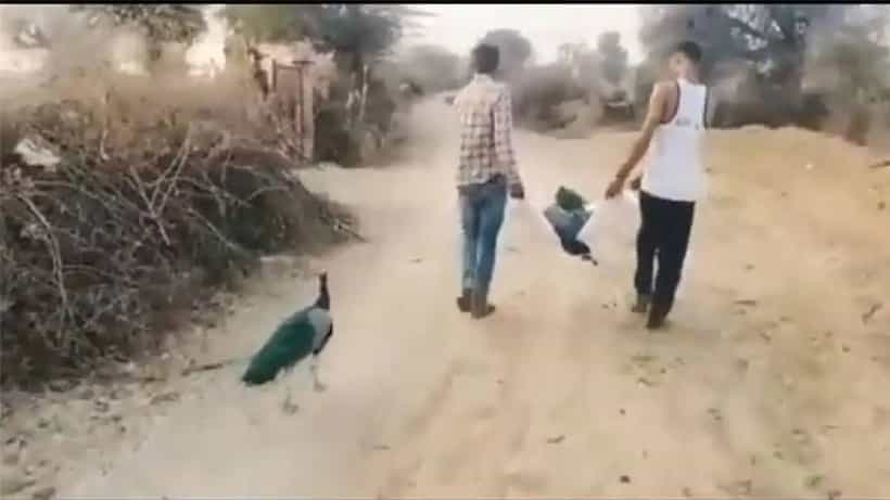 ಸಂಗಾತಿಯನ್ನು ಕಳೆದುಕೊಂಡು ಮರುಗುತ್ತಿರುವ ನವಿಲು: ಮನಕಲಕುವ ವಿಡಿಯೋ ವೈರಲ್