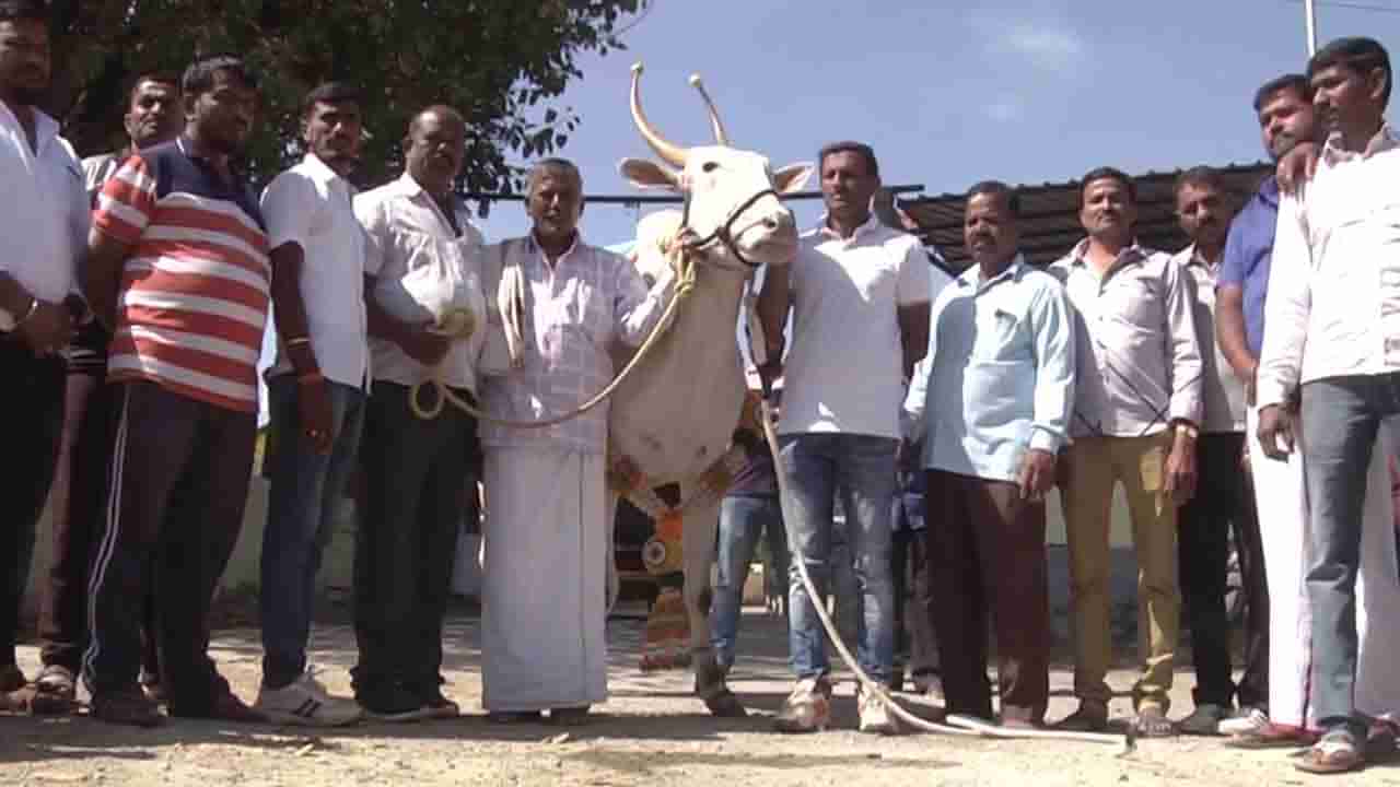 ಬರೋಬ್ಬರಿ ಎಂಟು ಲಕ್ಷ ನೀಡಿ ಒಂಟಿ ಎತ್ತು ಖರೀದಿಸಿದ ಕಾಫಿ ನಾಡಿನ ರೈತ!