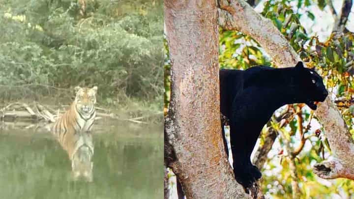 ಮೈಸೂರು: ಸಫಾರಿಗೆ ಹೋದ ಪ್ರವಾಸಿಗರ ಕ್ಯಾಮೆರಾಗೆ ಪೋಸ್ ಕೊಟ್ಟು ಆಟವಾಡಿದ ಕರಿ ಚಿರತೆ ವಿಡಿಯೋ ಇಲ್ಲಿದೆ ಮೈಸೂರು: ಸಫಾರಿಗೆ ಹೋದ ಪ್ರವಾಸಿಗರ ಕ್ಯಾಮೆರಾಗೆ ಪೋಸ್ ಕೊಟ್ಟು ಆಟವಾಡಿದ ಕರಿ ಚಿರತೆ ವಿಡಿಯೋ ಇಲ್ಲಿದೆ