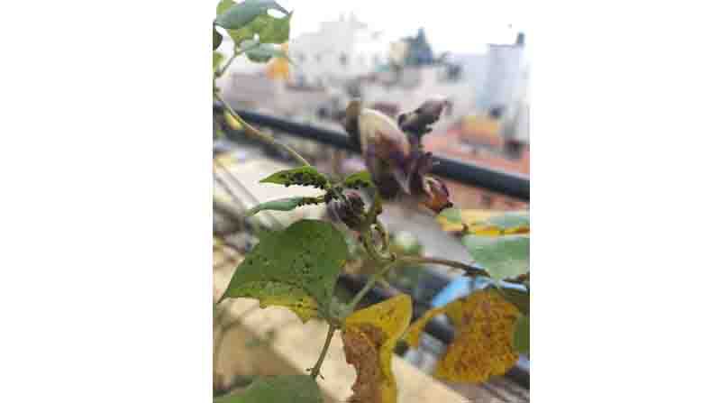 Jeevavemba Jaaladolage column Kannada Environmental Science Writer Suma Sudhakiran discussed Ants Aphids and Terrace Gardening 