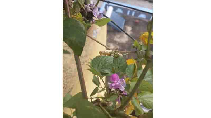 Jeevavemba Jaaladolage column Kannada Environmental Science Writer Suma Sudhakiran discussed Ants Aphids and Terrace Gardening 