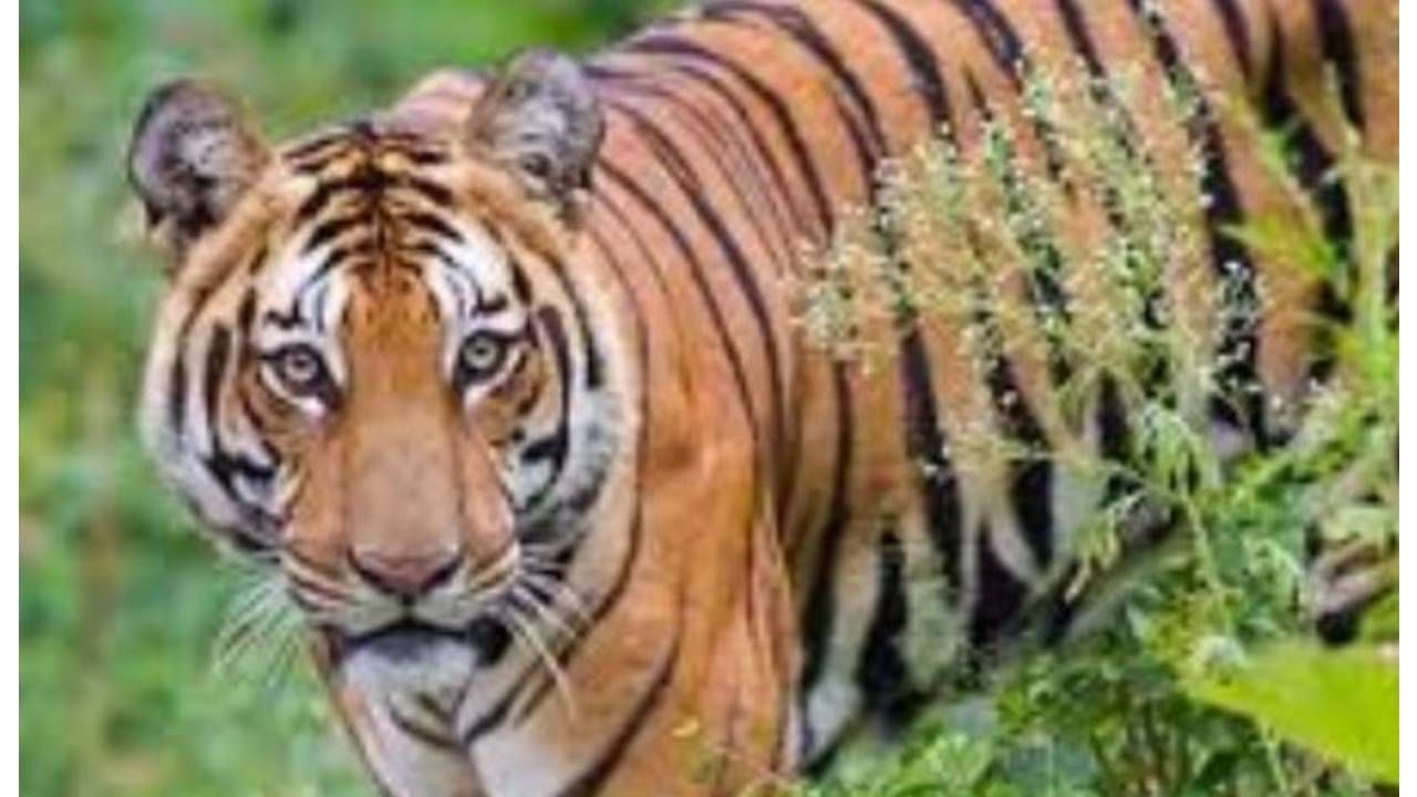Tiger attack: ಹುಲಿ ದಾಳಿಗೆ ರೈತ ಬಲಿ, ಕಾಡಾನೆ ದಾಳಿಯಿಂದ ವೃದ್ಧನಿಗೆ ಗಂಭೀರ ಗಾಯ