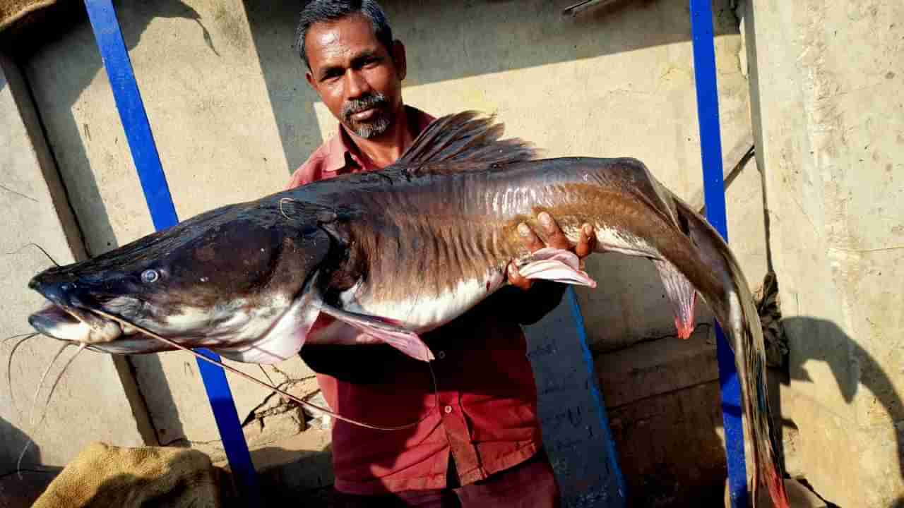 ಮೀನುಗಾರರ ಗಾಳಕ್ಕೆ ಬಿದ್ದ 20 ಕೆಜಿ ತೂಕದ ಹದ್ದು ಮೀನು!