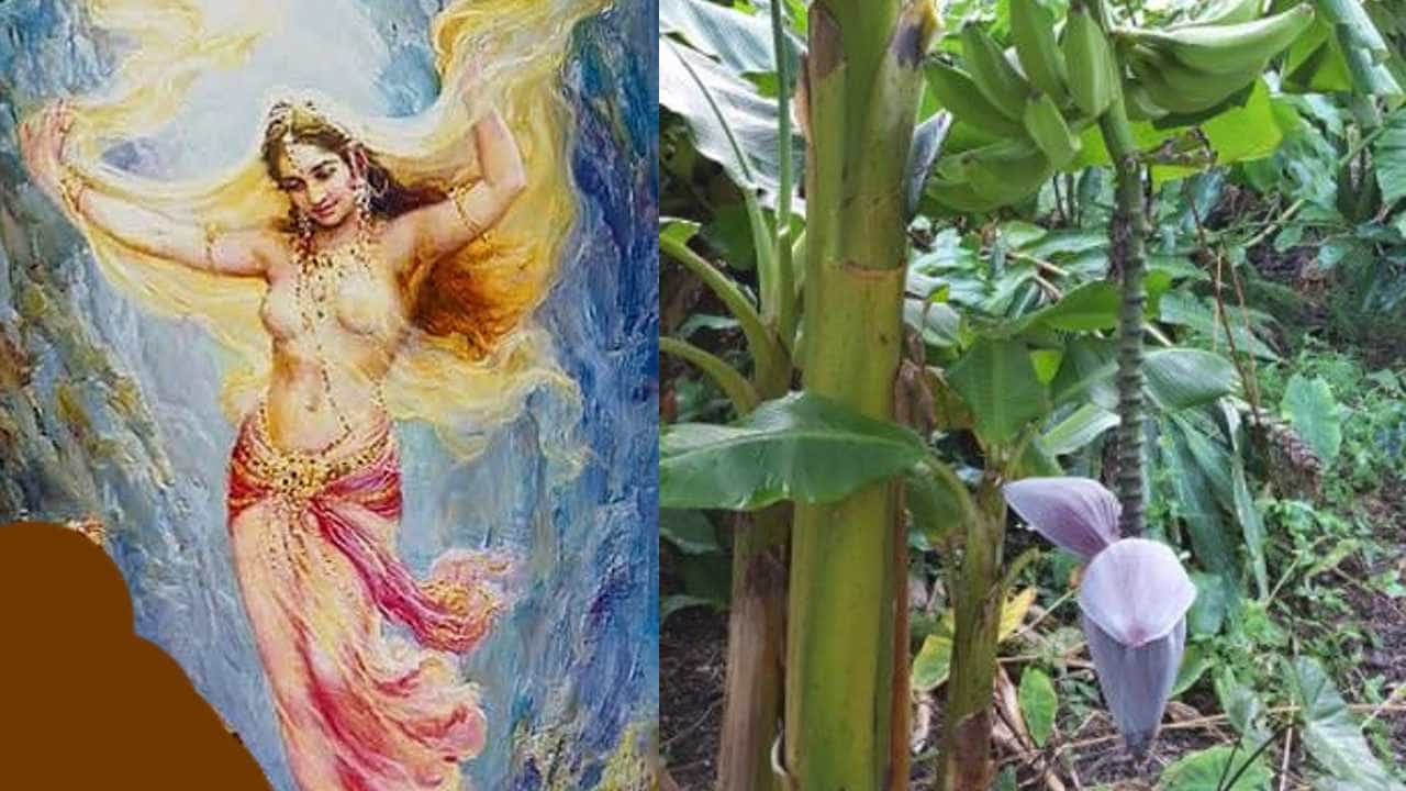 Devaloka Apsara Rambha: ದೇವ ನರ್ತಕಿ ರಂಭೆ ಭೂಲೋಕದಲ್ಲಿ ಬಾಳೆಗಿಡವಾಗಿ ಜನಿಸಿದ್ದು ಹೇಗೆ ಮತ್ತು ಏಕೆ? Devaloka Apsara Rambha: ದೇವ ನರ್ತಕಿ ರಂಭೆ ಭೂಲೋಕದಲ್ಲಿ ಬಾಳೆಗಿಡವಾಗಿ ಜನಿಸಿದ್ದು ಹೇಗೆ ಮತ್ತು ಏಕೆ?