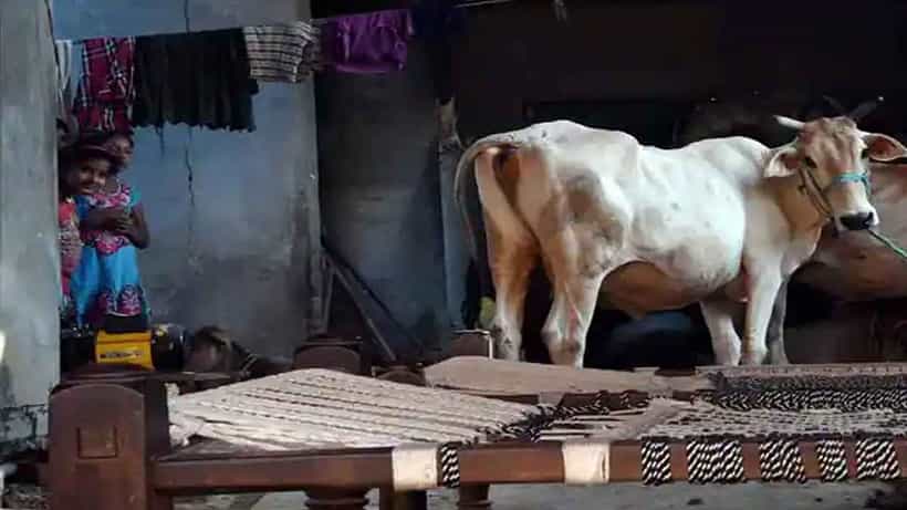 ಗೋಮೂತ್ರ ಕುಡಿಯಿರಿ ಎಂದ ಟಿಎಂಸಿ ಸಂಸದೆ; ಗೋಮೂತ್ರದ ಔಷಧೀಯ ಗುಣದ ಬಗ್ಗೆ ಅಧ್ಯಯನ ವರದಿ ಏನು ಹೇಳುತ್ತದೆ?